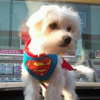 maltese-dog-superman-shirt 